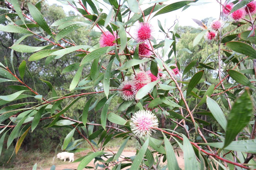 Margaret River Bed & Breakfast Екстериор снимка