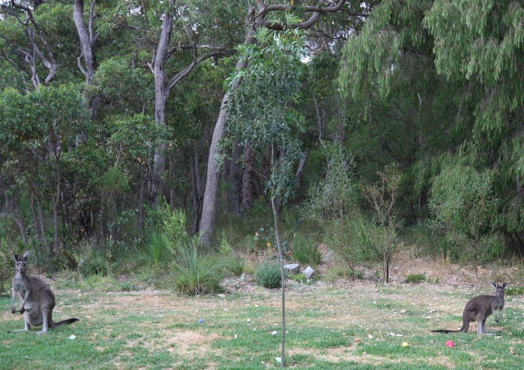 Margaret River Bed & Breakfast Екстериор снимка